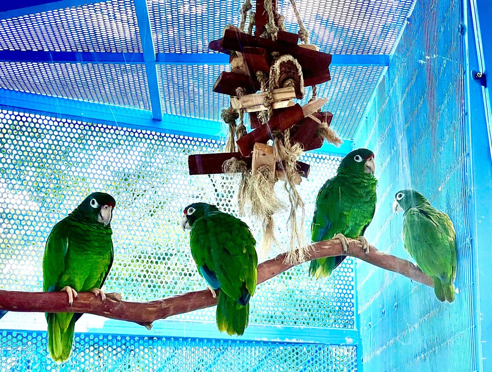 Native Birds near Rainforest Beach Condo