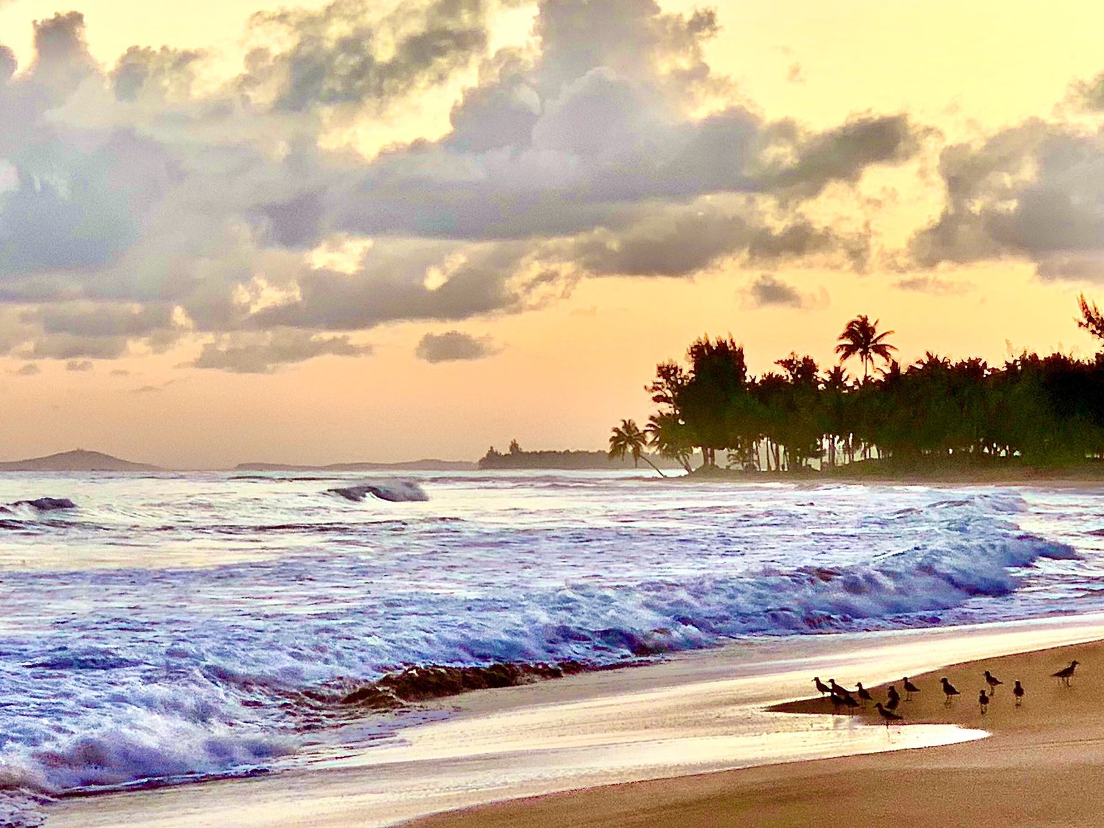 Rainforest Beach Views