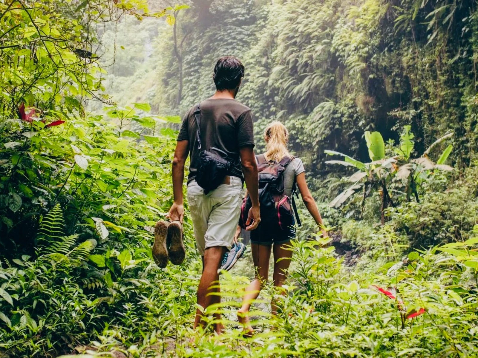 Walk Through The Rainforest